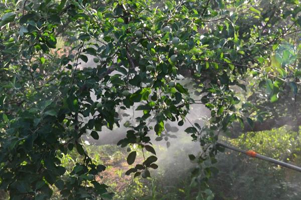 除草剂什么时候打好，不同季节打除草剂的时间不同