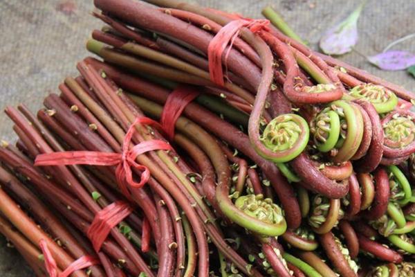 哪些野菜适合在南方种植，包括马齿苋、竹笋、蕨菜等品种