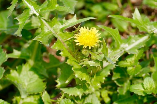 哪些野菜适合在南方种植，包括马齿苋、竹笋、蕨菜等品种