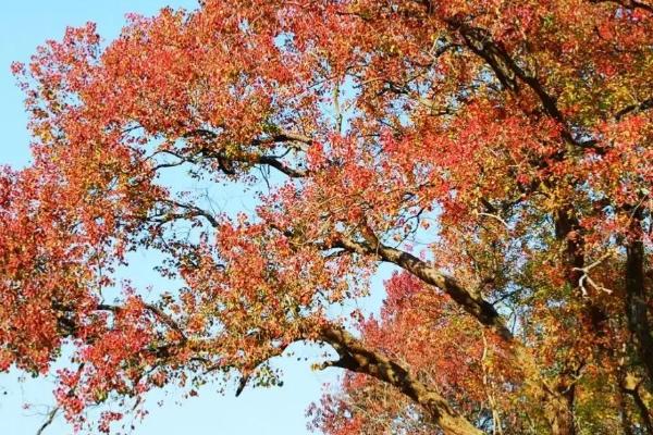 橙子树是不是蜜源植物，属于蜜源植物、花期为2-5月份