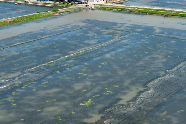 如何建设小龙虾养殖基地，池塘四周用泥土护坡、池埂外围用塑料薄膜防逃