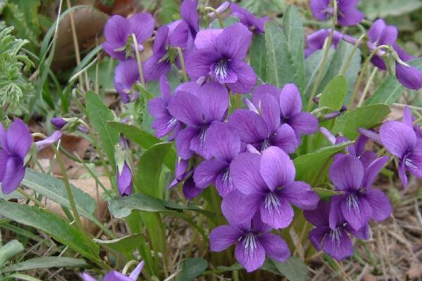 紫花地丁种子的价格，地区会影响到售价