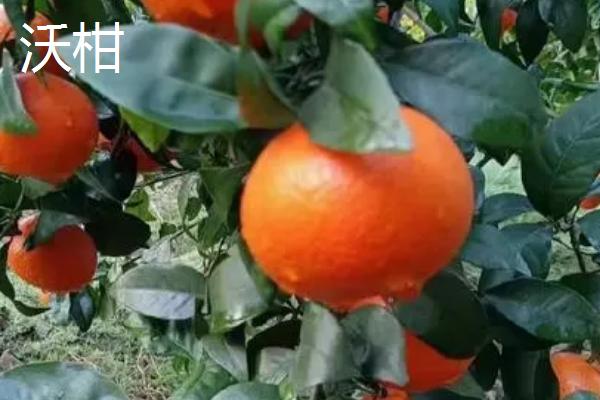 哪个品种的柑橘最好吃，这6种你吃过几种