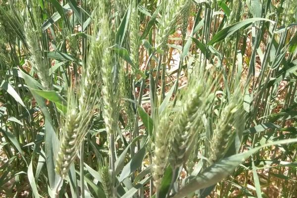 天赐137小麦品种的特性，足墒播种