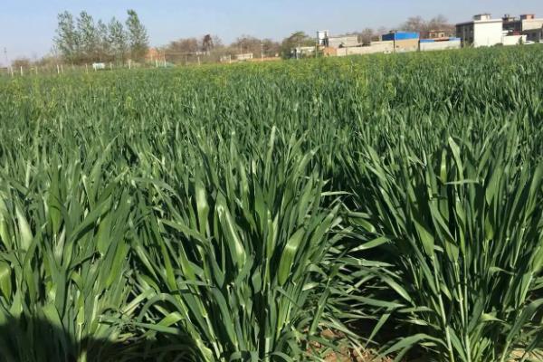冀星868小麦品种的特性，每亩适宜基本苗18～20万