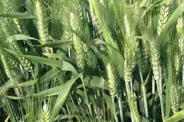 冀星868小麦品种的特性，每亩适宜基本苗18～20万