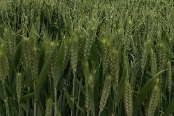 冀缘3949小麦种子特点，该品种属半冬性中熟品种