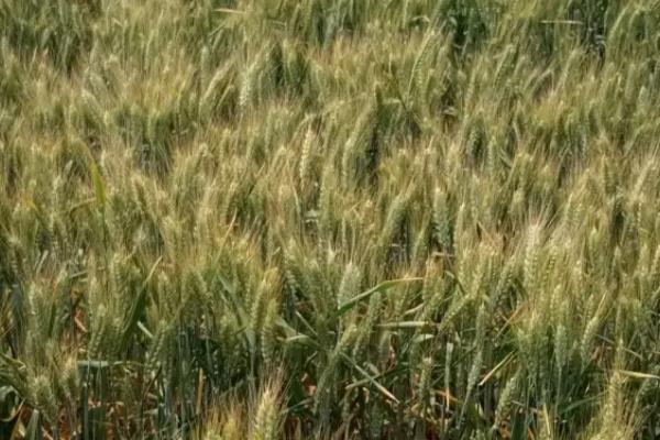 尧麦21小麦种子特征特性，小穗密度中。白粒、椭圆形