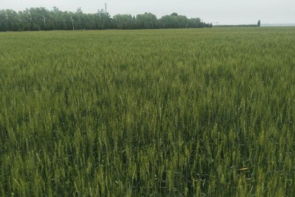 尧麦21小麦种子特征特性，小穗密度中。白粒、椭圆形