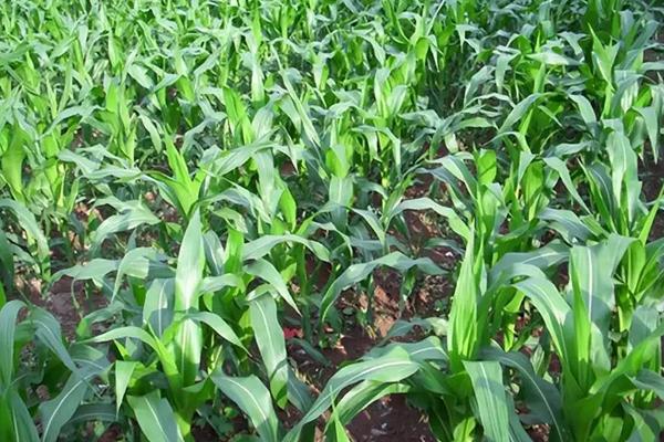 铭青763玉米种子特征特性，适宜在肥力中上等的地块种植