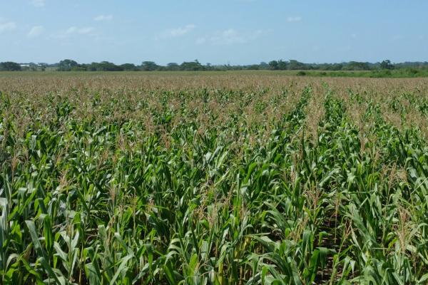 新合218玉米种子特征特性，适宜在肥力中上等的地块种植
