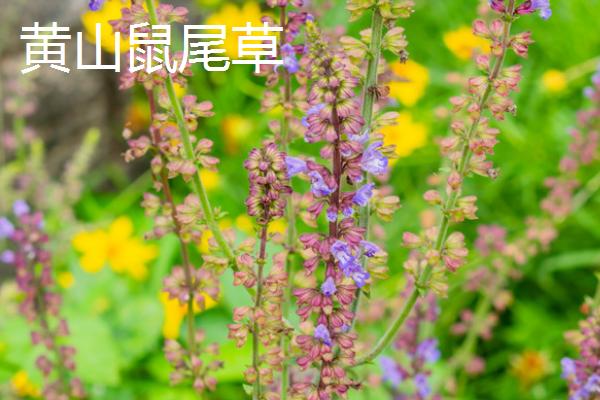 鼠尾草有哪些品种，包括蓝花鼠尾草、芡欧鼠尾草、黄金鼠尾草等种类