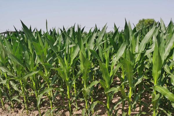 BJ1579玉米品种的特性，密度4000株/亩左右