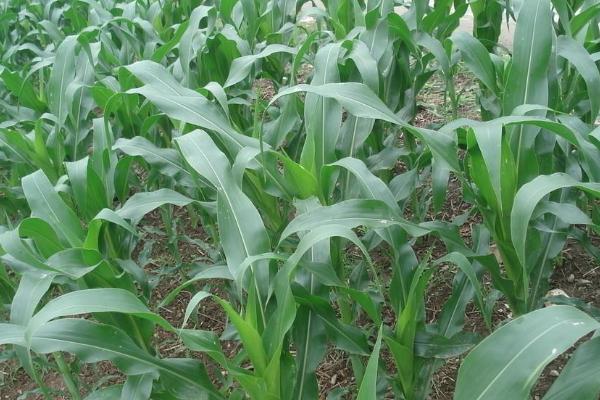 科玉21玉米种子特点，中等肥力以上地块栽培