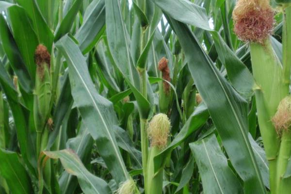 辽科糯1玉米种子介绍，4月下旬至5月上旬播种