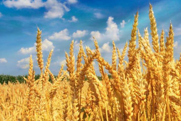 冬春35小麦品种的特性，高抗秆锈病