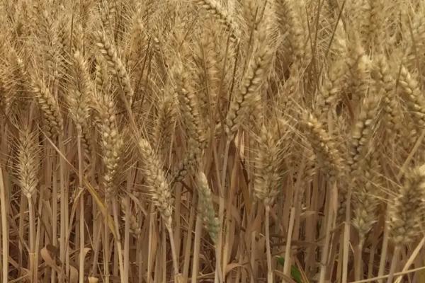 吉春29小麦种子特点，出苗至成熟81天