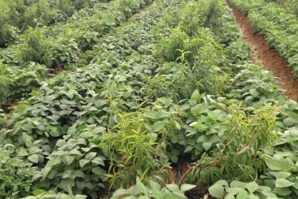 吉农139大豆种子特点，出苗至成熟平均130天