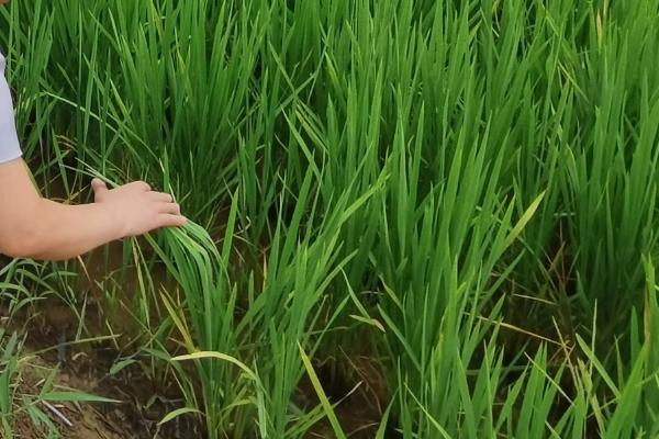 臻福源127水稻种子特征特性，4月中旬播种