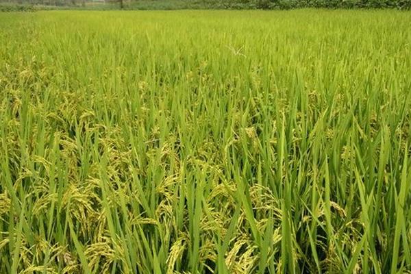 臻福源127水稻种子特征特性，4月中旬播种
