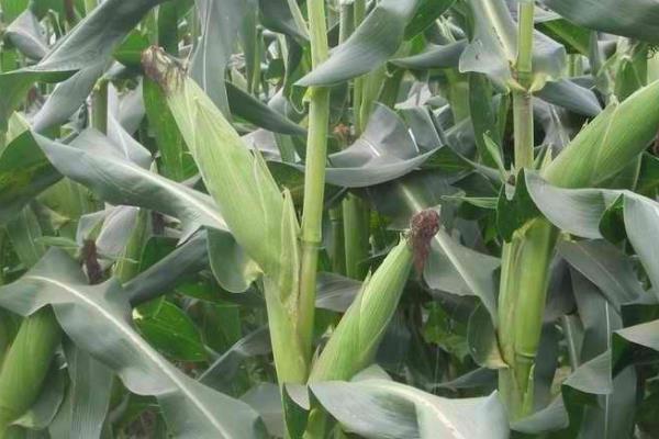 新农1567玉米种子介绍，种植密度不宜过大