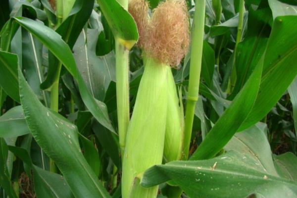 吉龙656玉米种子特征特性，在适应区5月7日左右播种