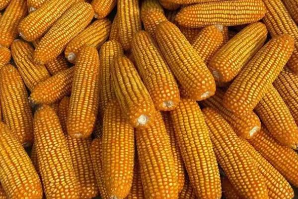 瑞福尔13玉米种简介，普通玉米品种