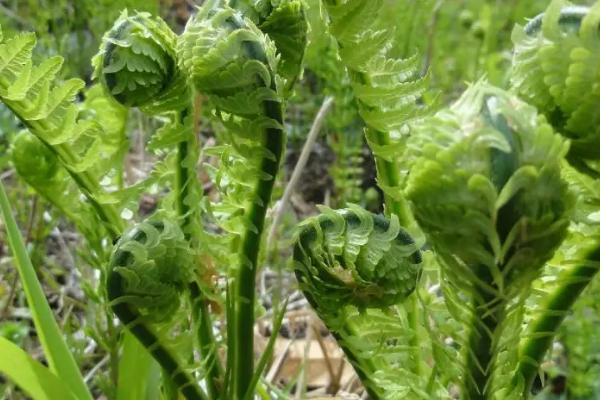 辽宁山野菜种类有哪些，你吃过哪几种