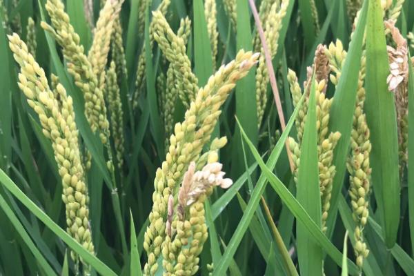 绥粳118水稻品种的特性，该品种主茎11片叶
