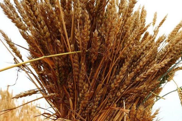 连麦185小麦种简介，每亩有效穗43.2万
