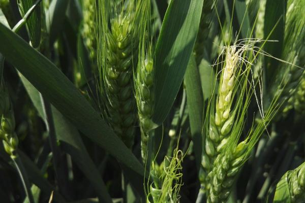 扬辐麦20小麦种子简介，春性小麦品种