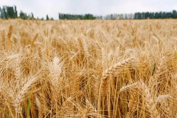 淮麦136小麦种子特征特性，中抗黄花叶病毒病