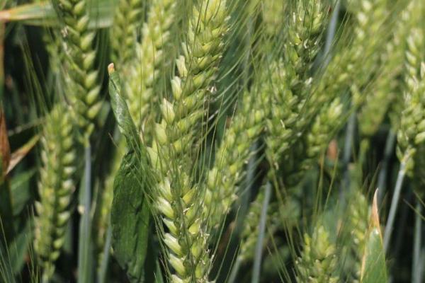 扬辐麦19小麦品种简介，推迟播种或中低产田适当增加