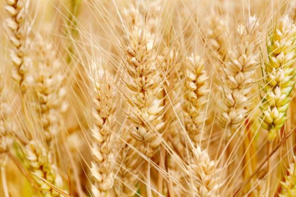 盐麦5号小麦品种简介，推迟播种或中低产田适当增加