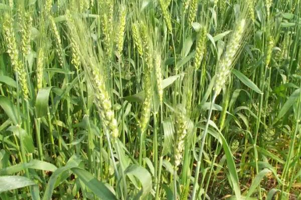 兴农麦9号小麦种简介，基本苗适期播种每亩16万左右