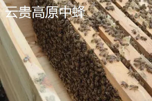 中国有哪些品质好的土蜂品种，包括北方中蜂、华南中蜂、华中中蜂等种类