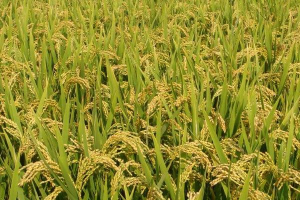 嘉早丰19水稻品种的特性，该品种株高适中