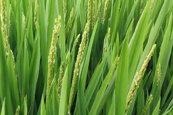 嘉早丰19水稻品种的特性，该品种株高适中
