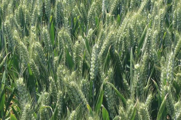 双收麦6号小麦种简介，每亩16－18万基本苗
