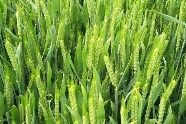 安农197小麦种子特点，每亩16－18万基本苗
