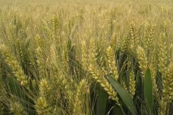 阜麦20小麦种子简介，属半冬性品种