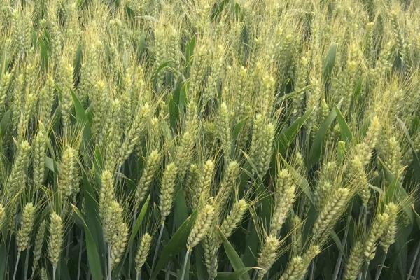 阜麦20小麦种子简介，属半冬性品种