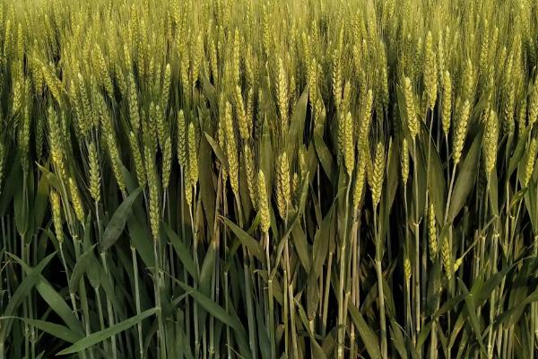 牛麦168小麦品种简介，每亩适宜基本苗14～22万