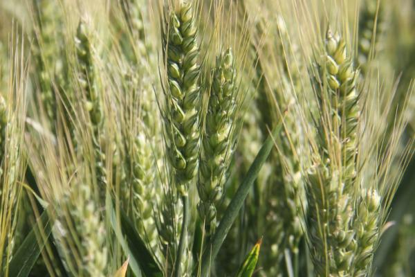 新育183小麦种子特点，每亩适宜基本苗18～22万