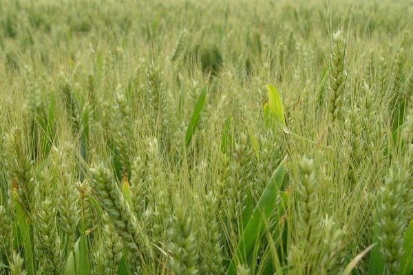 洪育麦2号小麦种子介绍，半冬性品种