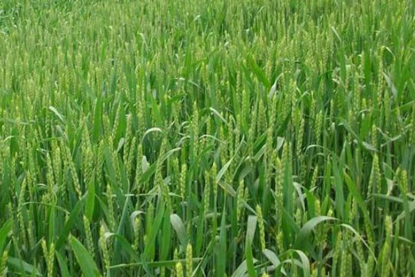 郑科26小麦种子特点，每亩适宜基本苗18～22万