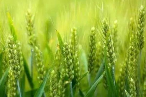 温麦802小麦种子特征特性，每亩适宜基本苗18～22万