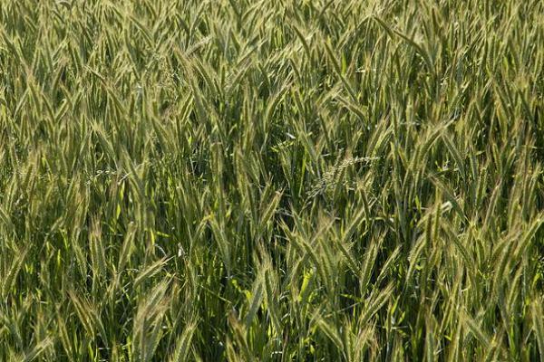 温麦802小麦种子特征特性，每亩适宜基本苗18～22万