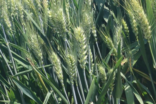 周群9号小麦品种的特性，半冬性品种