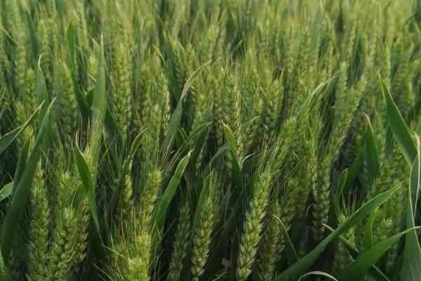 安麦19小麦种子简介，每亩适宜基本苗18～22万